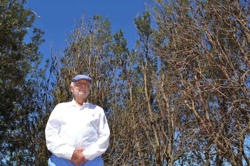 Vincentia resident Lance Sewell unhappy with the banksias that obstruct views of the bay. Lance is a committee member of the VRRA. Picture: Rebecca Fist