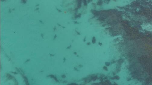 A aerial photograph of 17 whaler sharks in shallow water at Hyams Beach. Photo: Twitter - @NSWSharkSmart