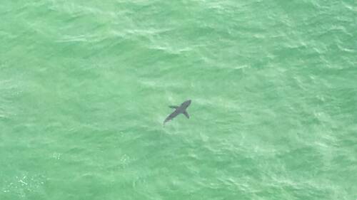 A NSW Department of Primary Industries helicopter sighted this 2.5 metre Great White Shark off Wairo beach, Shoalhaven on December 27. Photo: Twitter - @NSWSharkSmart