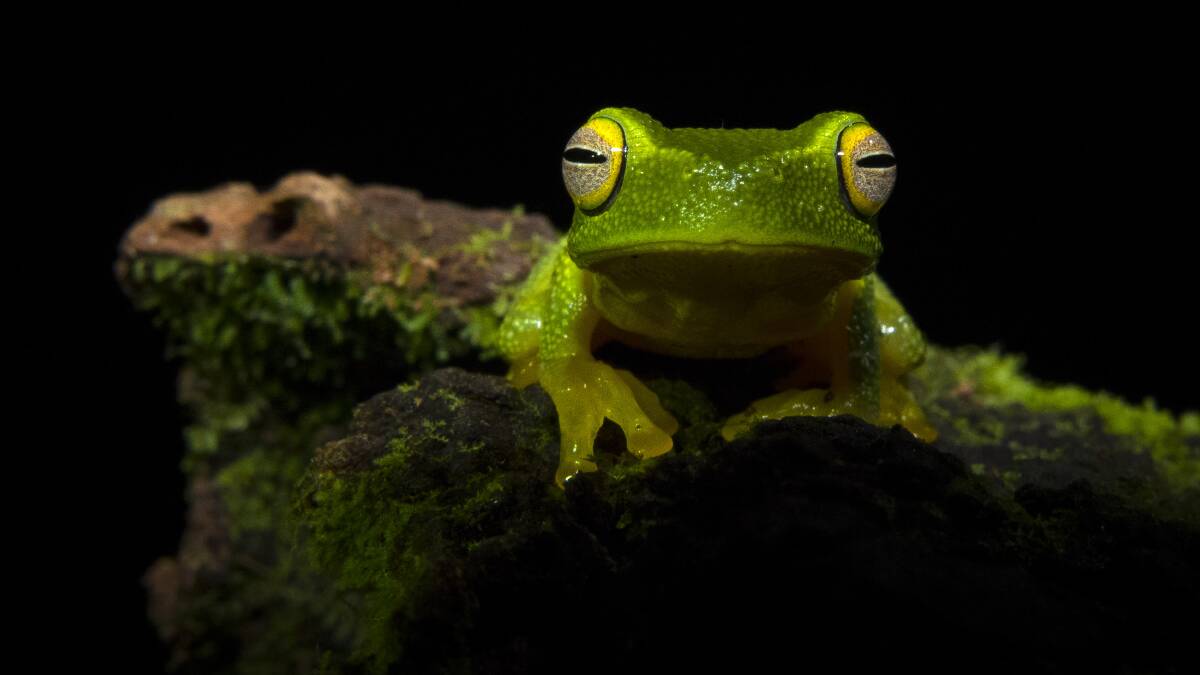 GREEN AND BEAUTIFUL: Tess Poyner's photograph of a dainty green tree frog has won the junior category in the Australian Geographic Nature Photographer of the Year awards. Picture: Tess Poyner