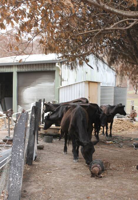 All of the animals in the family's hobby farm survived the fire. 