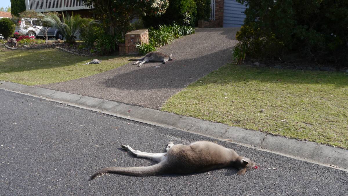 A second man has been arrested over the deaths of kangaroos in Tura Beach.