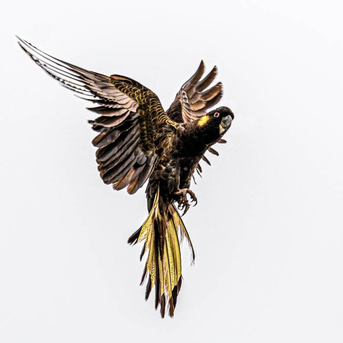 WHAT A SHOT! Aaron Grays superb photo of a yellow-tailed black cockatoo coming in to land at Shoalhaven Heads. Hes entitled it Australian phoenix rising.and has been shortlisted for the 2020 Napier Waller Art Prize for veterans.