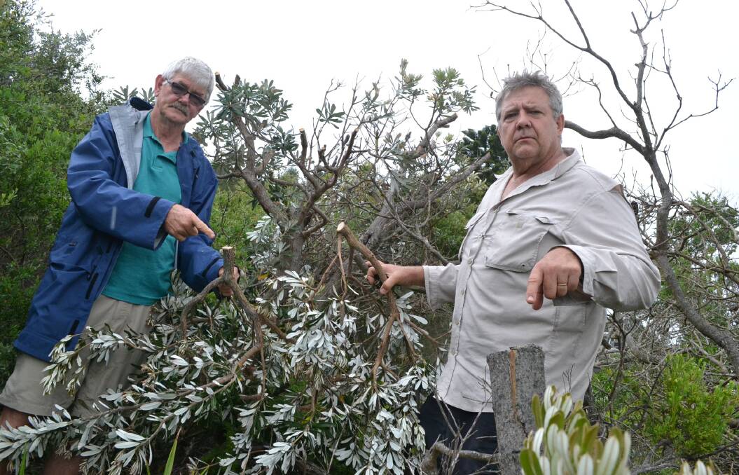 VANDALISM: Will Mrongovius (left) and Philip Quast inspect the damage to coastal Banksia at the rear of Shoalhaven Mayor Joanna Gash’s property at Culburra Beach which have been lopped.