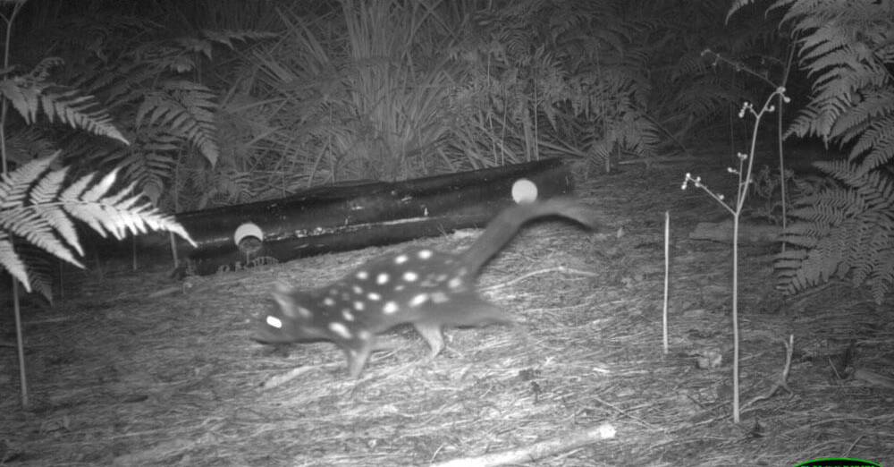 SURVIVING THREATS: Violet the quoll has been captured on camera in the Booderee National Park. Photo: Rewilding Australia