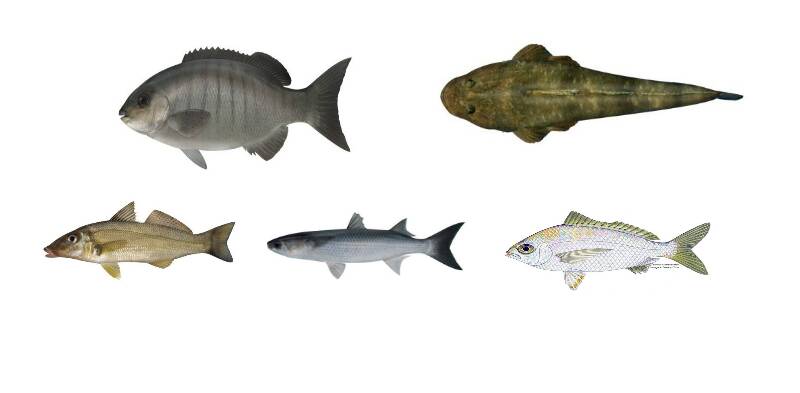 The five Shoalhaven fish species that EPA have issued a warning over (clockwise from top left) luderick, dusky flathead, silberbiddy, sea mullett and sand whiting.