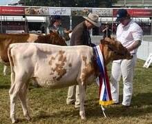 SUCCESS: Junior champion Guernsey was taken out by the Gerringong-based Alembry Guernseys, for Sean Tomkins with Alembry Jaguar Tinkabell. Photo: Guernsey Australia 