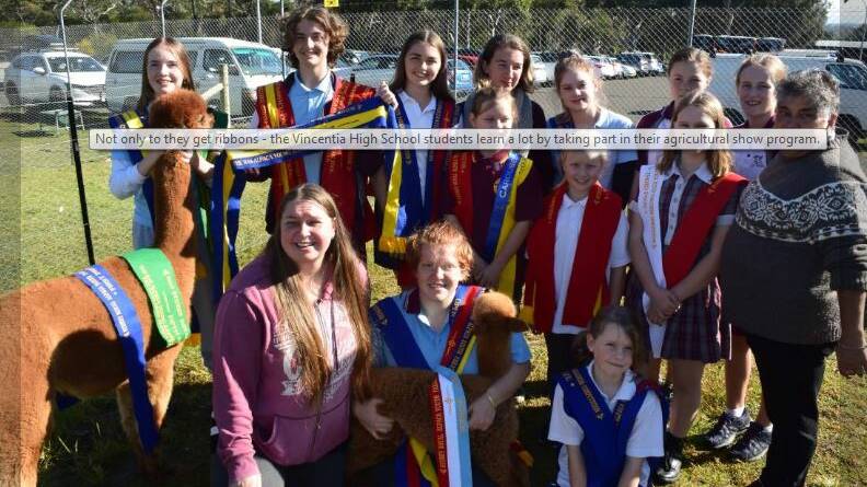 Vincentia High's agricultural show alpaca team has had more success in 2019 than previous years.