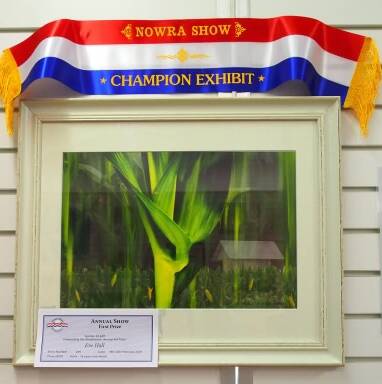 WINNER: Eve Hall's winning entry of the Nowra Show Shoalhaven Art Prize. Image Supplied