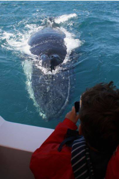 SPECIAL: Encounters with humpback whales in Jervis Bay are always special. Image: Dolphin Watch Cruises