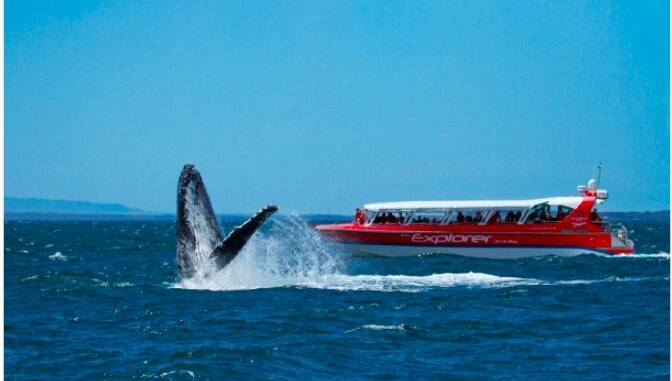 WOW: Whale season makes for some spectacular sights in Jervis Bay. Image Dolphin Watch Cruises