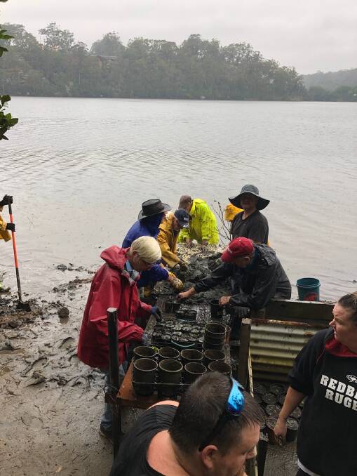 WORKING ON: Despite Wednesday's wet weather Shoalhaven Riverwatch has its first working bees for the summer, planting up 900 mangroves plants.