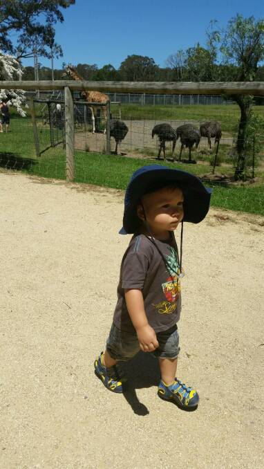 Nowra toddler Troy Almond at the Mogo Zoo.
