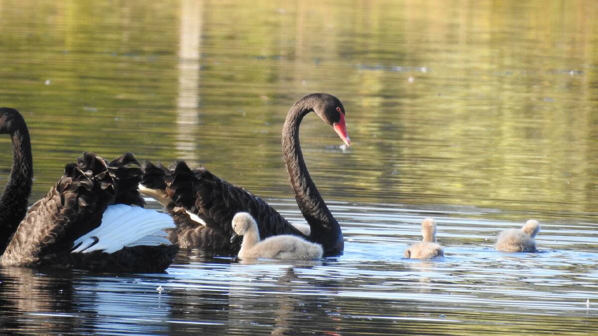 Shoalhaven Fox Control Program volunteer Andy Morgans great photo of the six black swan cygnets with their parents at the Berry Treatment Works.