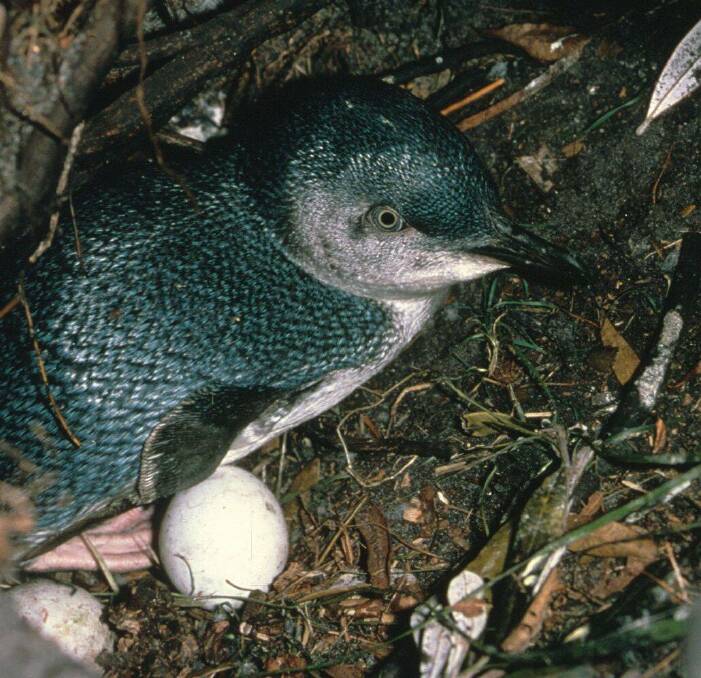 NEXT GENERATION: A Booderee National Park Little Penguins with two eggs.Image supplied