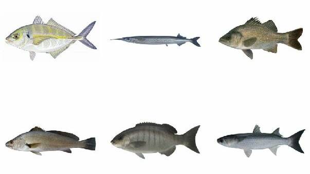 The EPA released precautionary dietary advice for six fish species caught in Currambene Creek with raised PFAS levels (clockwise from top left) silver trevally, eastern sea garfish, estuary perch, sea mullet, luderick (blackfish) and mulloway (Jewfish). Images Department of Primary Industries (DPI).