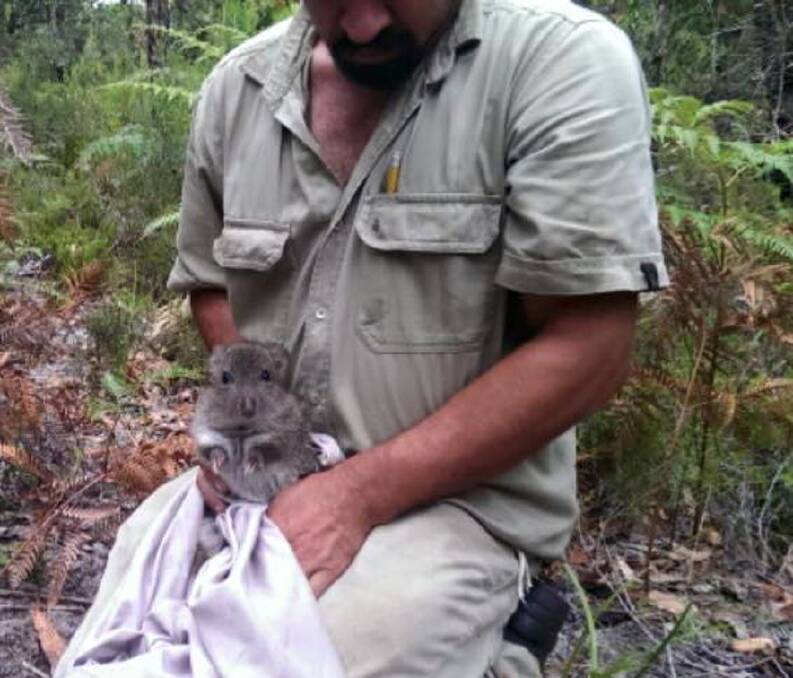 NEW HOME: A potoroo being released at Booderee National Park. Photo: Parks Australia