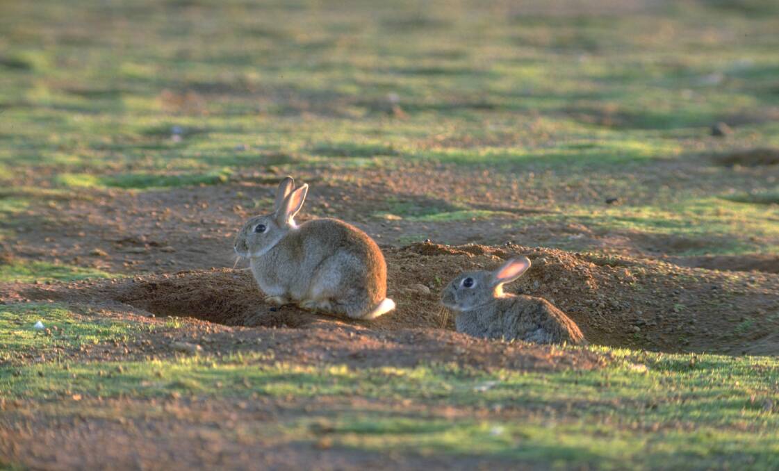 PEST: Feral rabbits are the most widespread and destructive environmental and agricultural pest in the South East, overgrazing native and sown pastures, spreading invasive weeds, degrading the land and outcompeting native animals for resources.
