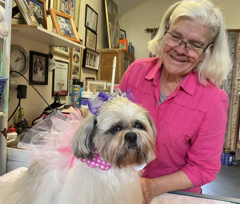 PAMPERED: Nowra therapy dog Caddie turned 15 on Sunday with her owner Di Milne.
