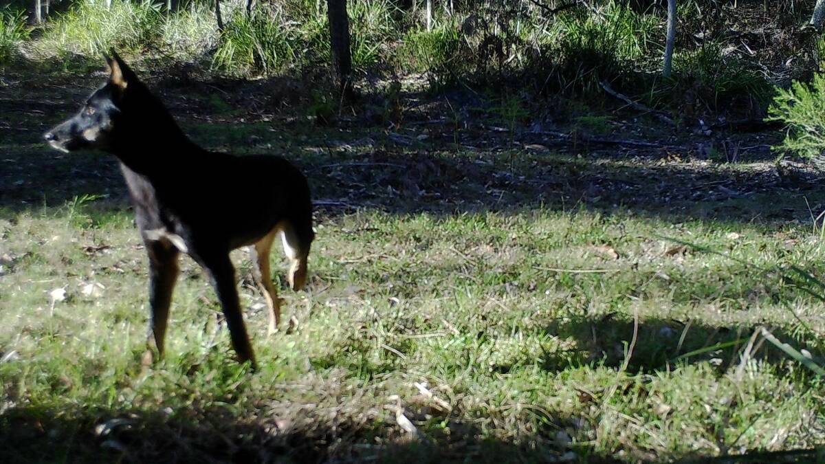 A wild dog captured on South East Local Land Services cameras in the local area.

