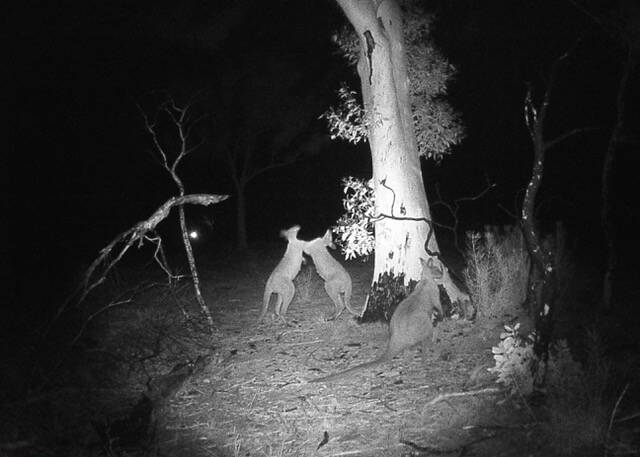 CAUGHT: Night vision cameras captured two kangaroos fighting. Image: Maria Visotina 