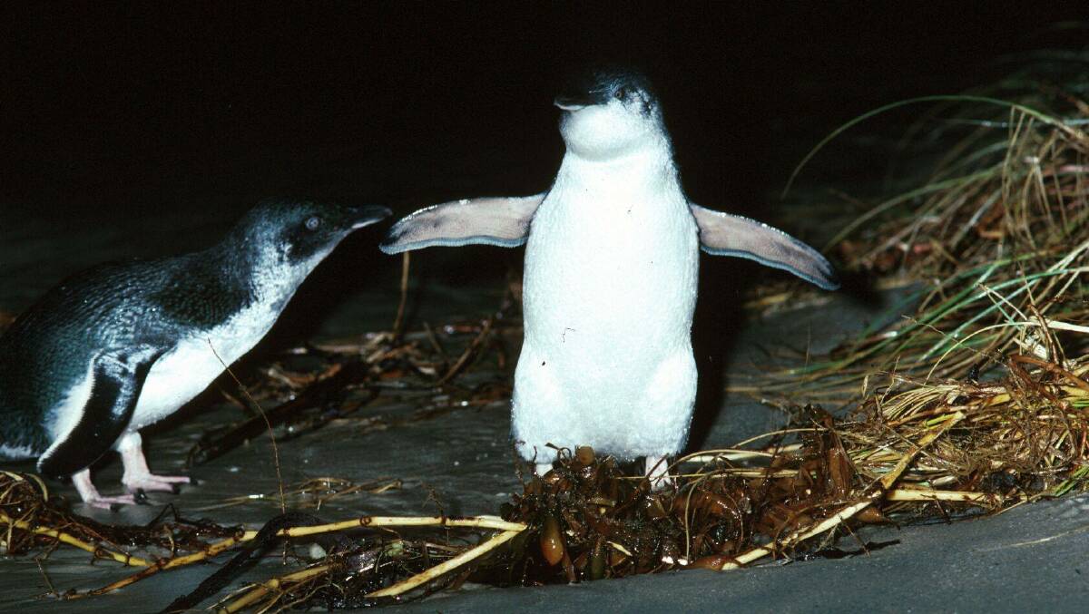 BEAUTIFUL: Booderee National Park's Little Penguins are putting on a show. Image supplied
