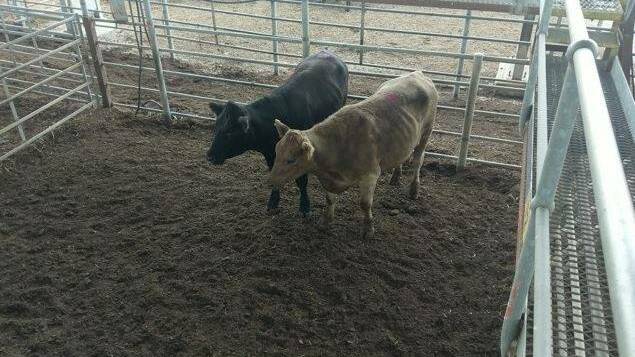 
Two steers were seized at Moss Vale in January. Photo: NSW Police
