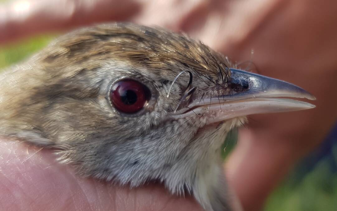 UP CLOSE: Only a relatively small bird, only 20 centimetres long and weighing just 40 grams the Eastern Bristlebird population is thriving at Booderee National Park.