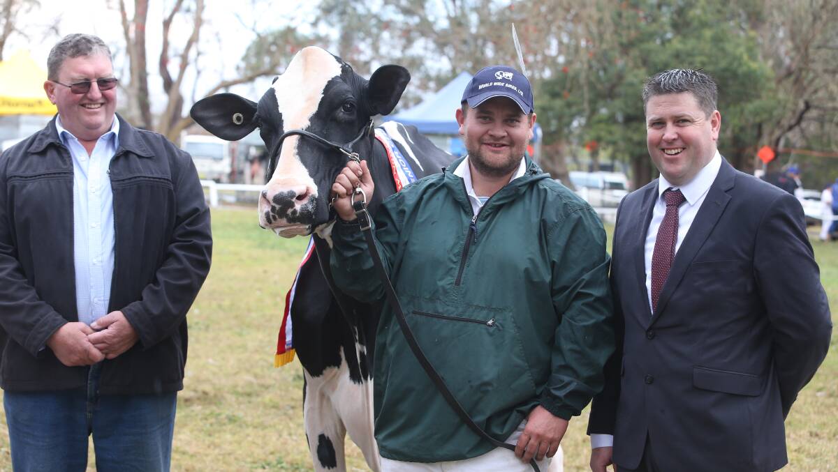 LAST YEAR'S CHAMPION: Murribrook Goldwyn Verbena, led by Simon Tognola was the 2018 NSW Nowra Holstein Spring Fair champion with Holstein Australia president Patrick Glass and judge Glen Gordon.