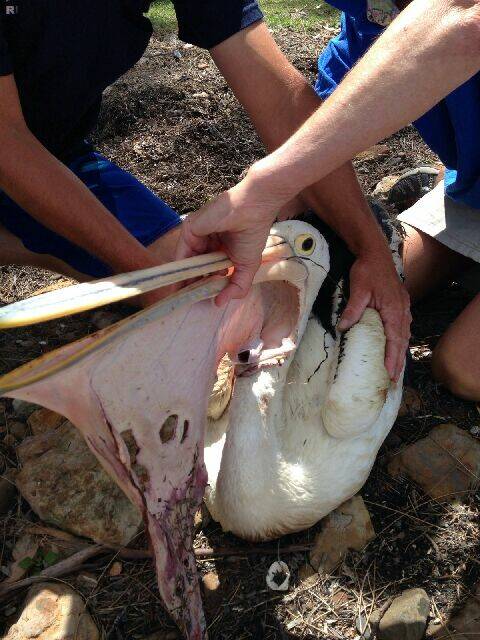 Warning graphic images: Pelican suffers horrific injuries ...