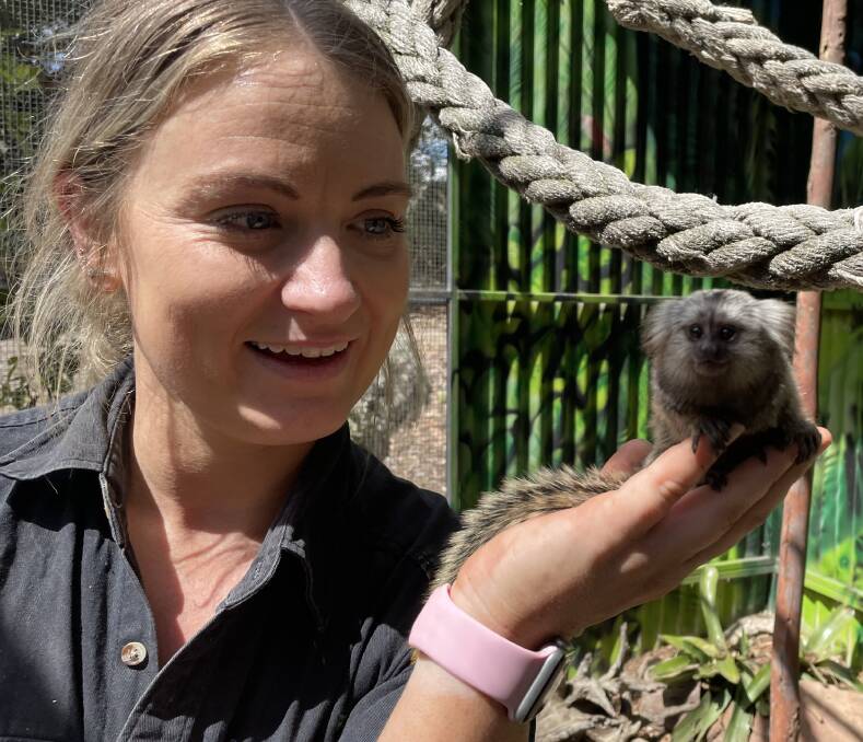NEW ARRIVAL: Zookeeper Kira McBeath with one of the new marmoset babies at Shoalhaven Zoo.