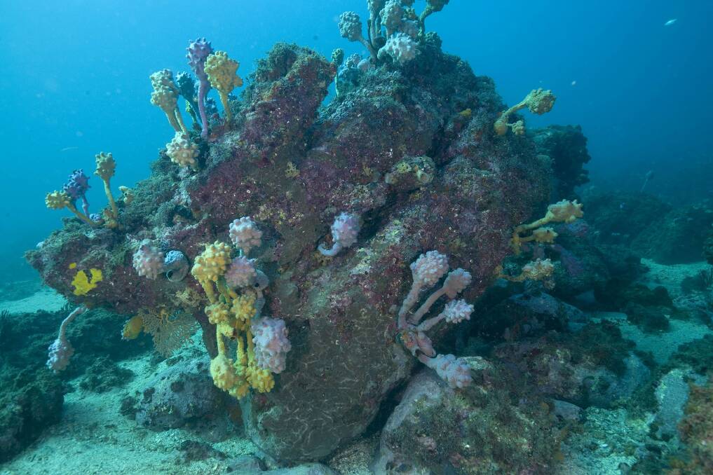  
A Pyura spinifera, commonly known as the sea tulip, nursery in Jervis Bay. Photo: Andrew Green