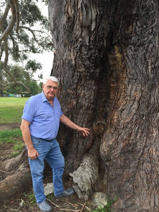 IMPRESSIVE: Nowra man Bill Hancock who has researched the history of Nowra Park, shows off one of three canoe bark scars on the iconic Nowra Park Blackbutt.