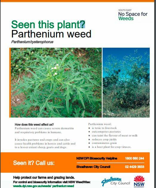 Call to report suspected sightings of Parthenium Weed
