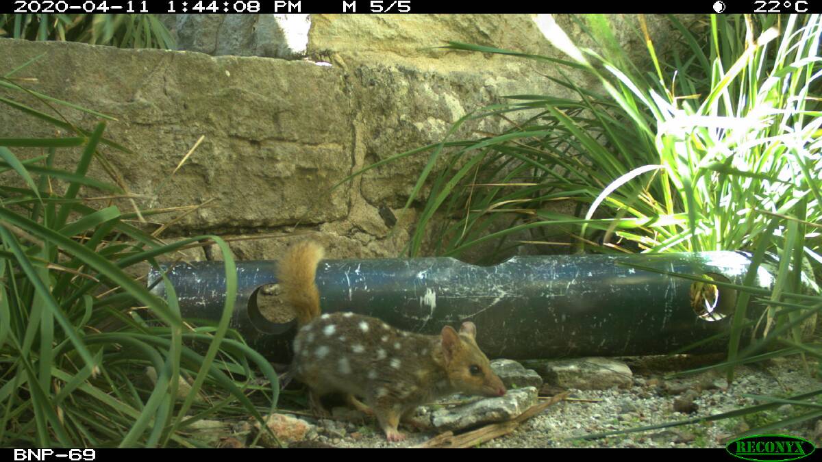 LOVER BOY: Bruce the male quoll has been relocated to an area in Booderee National Park where females are known to be present, hoping to encourage breeding this year, helping to continue to build toward a stable long-term population of eastern quolls. Photo: Supplied
