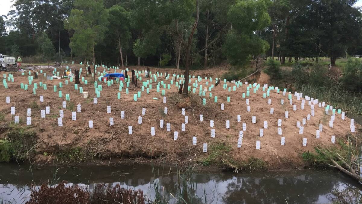 Tree planting at Tapitallee Creek Cambewarra.

