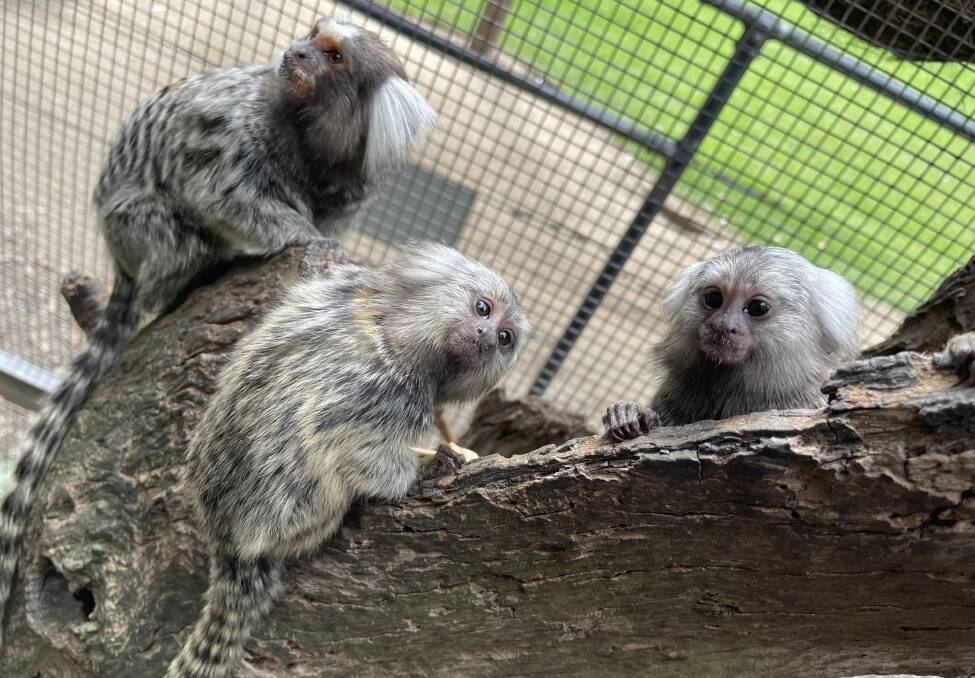 CHECKING OUT THE WORLD: The two new marmoset babies at the Shoalhaven Zoo inquistively watch what is going on.