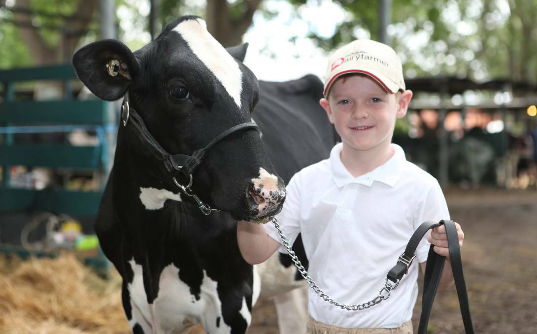 YOUNG GUN: The young paraders stole the show at last year's Nowra Show dairy judging. Six-year-old Harry Crawford gives his heifer Mario Park Alicia a drink before heading into the ring.