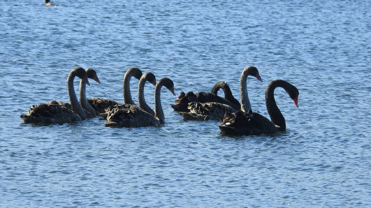 The six black swan cygnets and their parents at the Berry Treatment Works. Photo: Andy Morgan