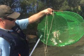 NEW TRAPS: A NSW DPI Fisheries Officer inspecting an opera style trap. Image: DPI