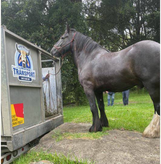 TOO BIG: After growing another inch in the past 18-month Stormy George is now too big for his local transport.