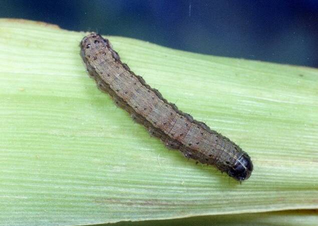 DANGER: A large fall armyworm caterpillar. Image: Clemson University, USDA Cooperative Extension Slide Series, Bugwood.org - NSW DPI Website
