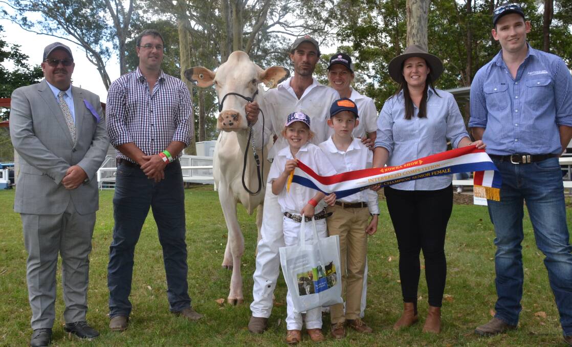 TOP COW: Supreme Champion Cow was Blissful Gain Lydia shown by Tom and Kyleigh Cochrane. Stacey Goldring, of Virbac and Tim Morley Sattler, of Agrivest and judges Mark Pattulo and Stuart Lockhart present the champions ribbon to Tom, Kyleigh, Hayden and Lucy Cochrane.