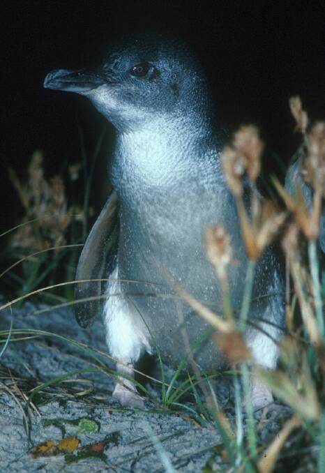 COMING HOME: A Booderee National Park Little Penguin returning to Bowen Island. Image supplied