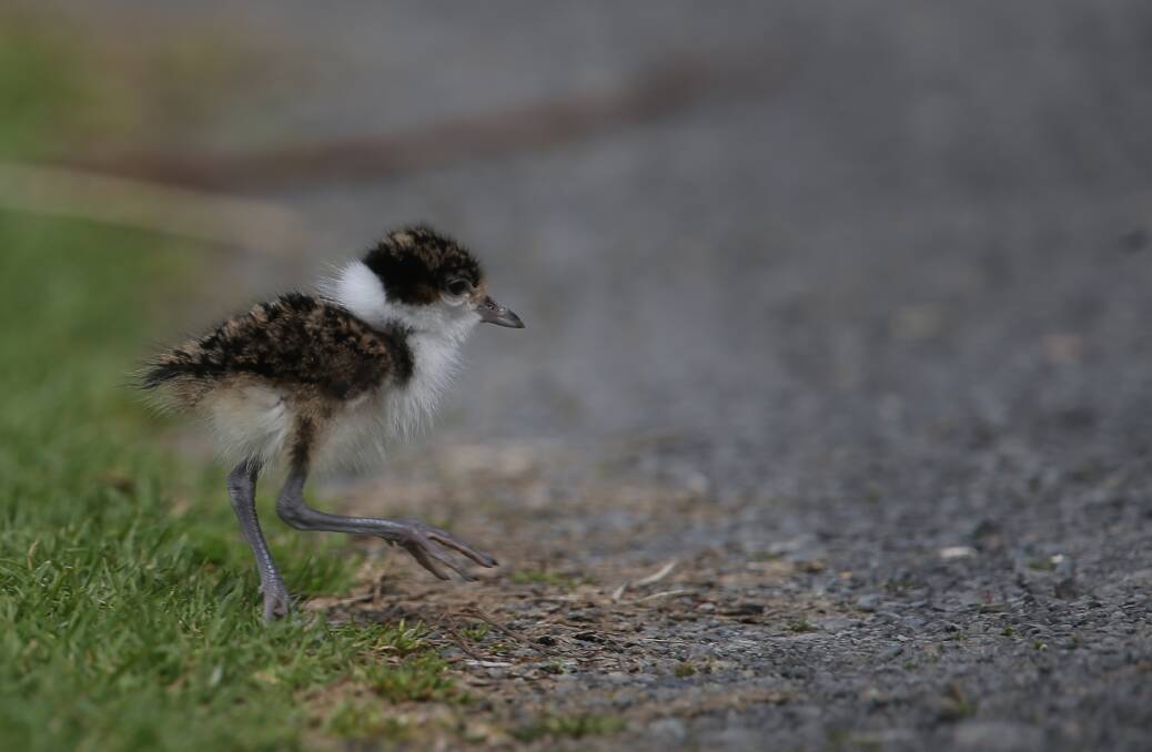 PIC OF THE DAY: A Lapwing chick goes out for a walk at Huskisson. Photo: Colin Whelan. Email your photos to editor@southcoastregister.com.au
