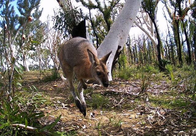 ON THE MOVE: A kangaroo make its way through some of the recovering Shoalhaven bushland. Image: Maria Visotina