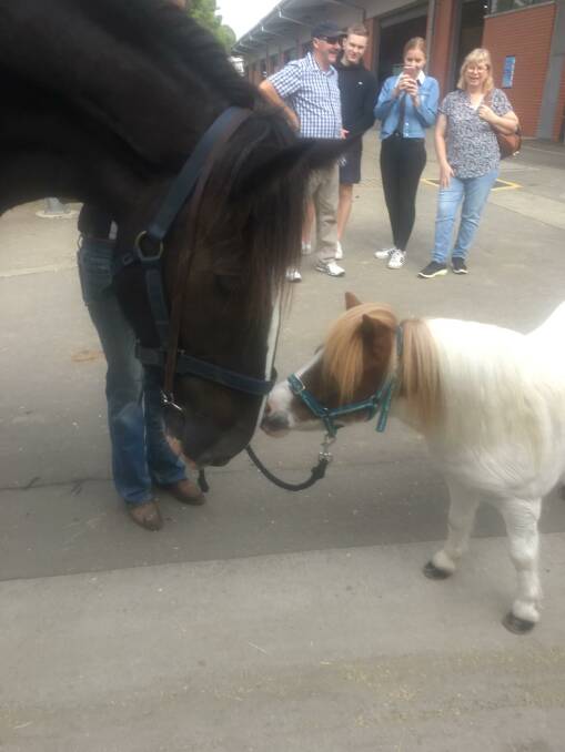 HELLO DOWN THERE: Cedars Stormy George meets a new friend at the Sydney Royal.
