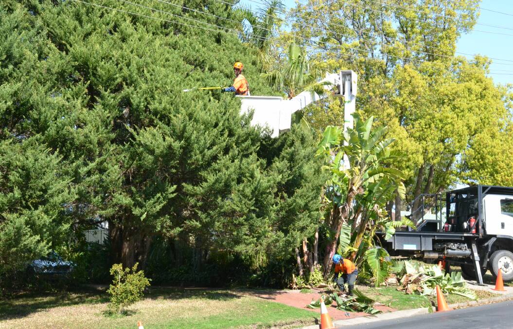 Endeavour Energy crews trim the two large conifers in front of Mr Dawson’s West Nowra property.
