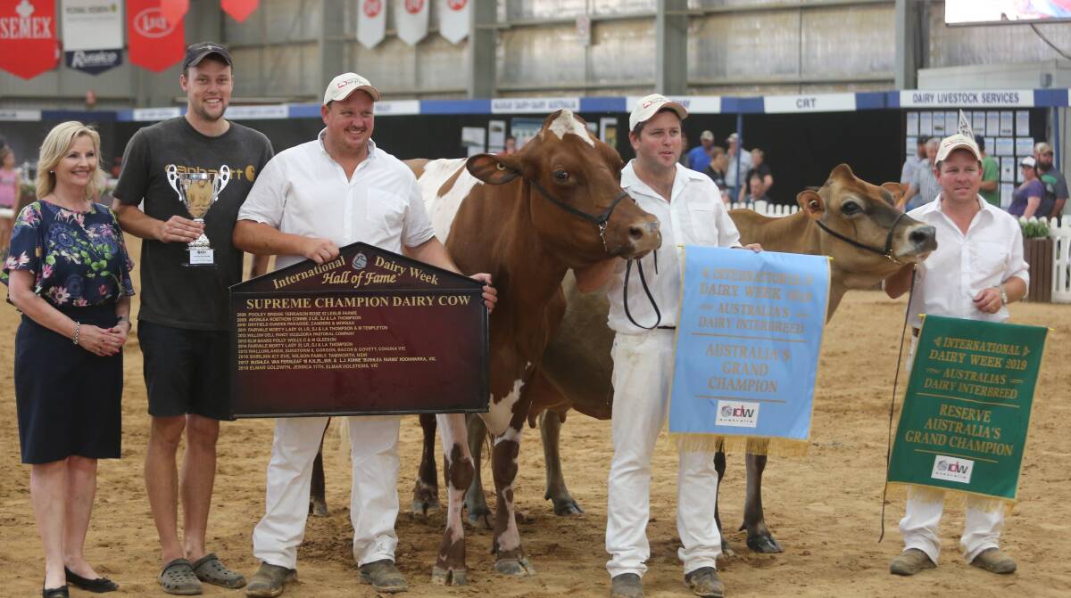 IDW supreme champion cow which went to the lllawarra, Wallumlands Sunstorm 8th, the entry of Glen Gordon, Daniel Bacon and Ben Govett with reserve champion Cairnbrae Valentino Daisy 11 shown by former local Brad Gavenlock for A and J Carson.