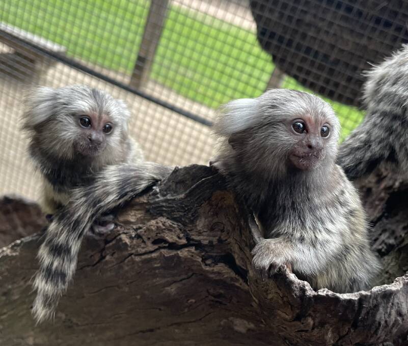 SO CUTE: The two new marmoset babies at Shoalhaven Zoo.